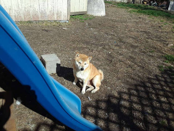 ROCKYdjshibas.jpg